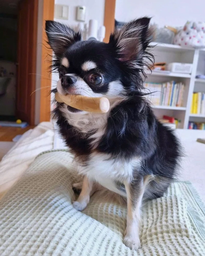 A small dog holding a coffee wood chew stick indoors