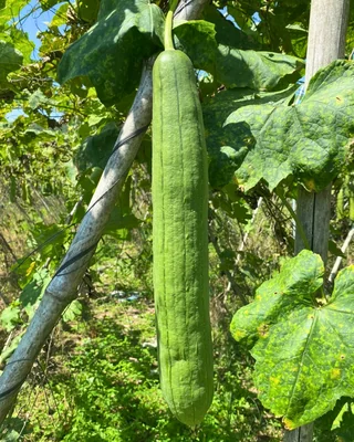 A green loofah gourd growing on its vine