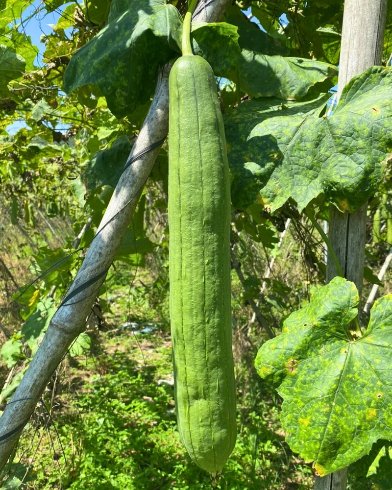 A green loofah gourd growing on its vine